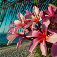 Paradise Plumeria Fragrance Oil 1135